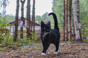A black cat walks in the woods