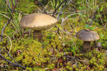 tundra, a small mushroom on the background of moss