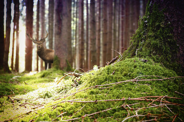 Hirsch im Wald