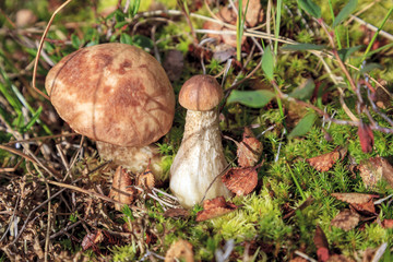 tundra, a small mushroom on the background of moss