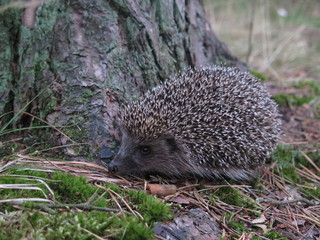 hedgehog