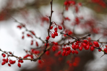 Autumn Landscape, Red Berries Barberry, branches in the ice, late autumn, Berries in the fall on the first snow