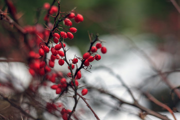 Autumn Landscape, Red Berries Barberry, branches in the ice, late autumn, Berries in the fall on the first snow