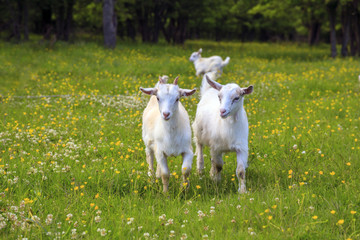 White and gray kids are playing on a flower field