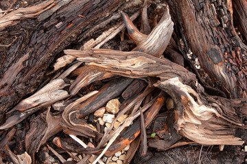 Shoreline of Lake Burbury Tasmania