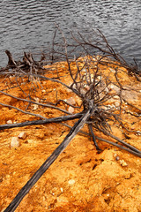 Shoreline of Lake Burbury Tasmania
