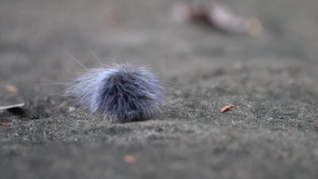 clip of grey furry caterpillar climb on rock.