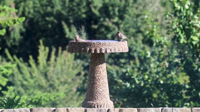 House finches splashing and playing in the back-yard birdbath in slow motion