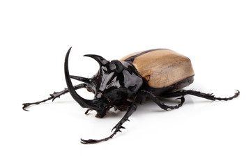 Yellow Five-horned rhinoceros beetle isolated on white background