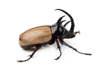 Yellow Five-horned rhinoceros beetle isolated on white background