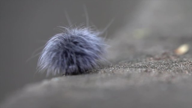 clip of grey furry caterpillar climb on rock.