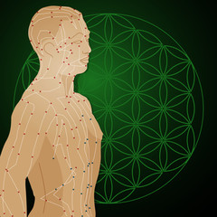 Akupunkturmodell mit Lebensblume vor gr&uuml;nem Hintergrund