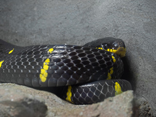 Close up Mangrove Snake or Gold-Ringed Cat Snake Coiled on The Ground, Selective Focus