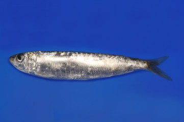 sardine isolated on blue