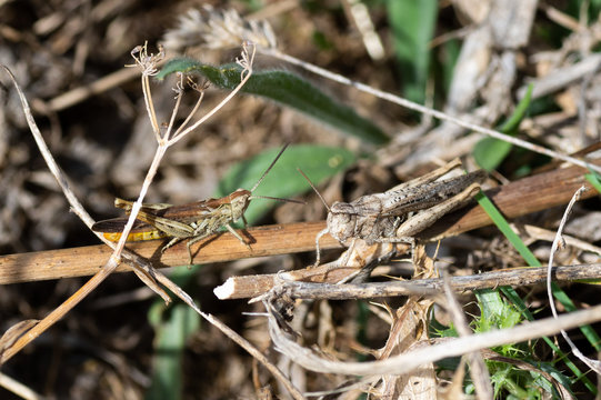 Grasshoppers released in the field uploaded in branches camouflaged in the same.