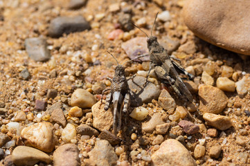 A pair of grasshoppers in the middle of a path