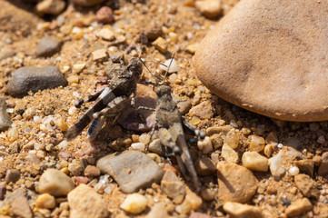 A pair of grasshoppers in the middle of a path