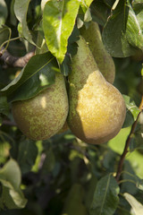 Tree with fresh green pears