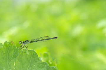 Dragonfly on leaf Celery natural background, with copy space for your text. .