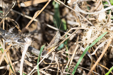 Grasshoppers released in the field uploaded in branches camouflaged in the same.