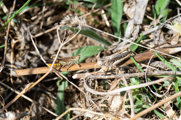 Grasshoppers released in the field uploaded in branches camouflaged in the same.