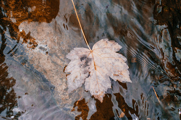 Maple leaf floating in the river water.