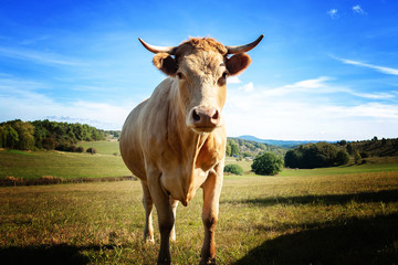 Kuh Rind auf der Weide in der Eifel im Sommer bei sonnenschein