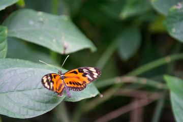 Fototapeta na wymiar Orange and black butterfly on tropical green leaf