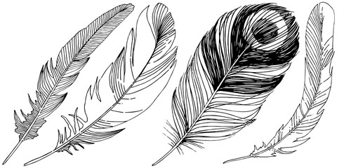 Vector bird feather from wing isolated. Isolated illustration element. Vector feather for background, texture, wrapper pattern, frame or border.