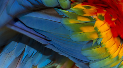 Obraz premium Close up Colorful of Scarlet macaw bird's feathers with red yellow orange and blue shades, exotic nature background and texture
