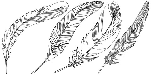 Vector bird feather from wing isolated. Isolated illustration element. Vector feather for background, texture, wrapper pattern, frame or border.