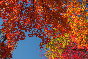 autumn yellow, red leaves with branches against the blue sky.
