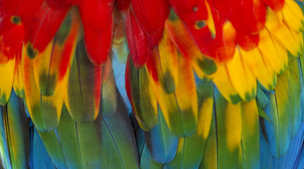 Fototapeta premium Close up Colorful of Scarlet macaw bird's feathers with red yellow orange and blue shades, exotic nature background and texture