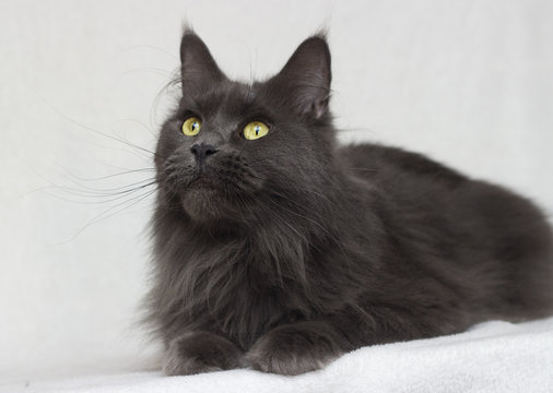 Gray Maine Coon Cat On A White Background