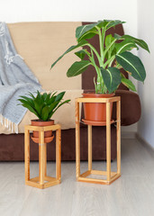 Leisure, lifestyle, domestic life concept. Vertical photo of simple, minimal, wooden shelf construction frame for two green plant flower stand in house near sofa against soft new couch