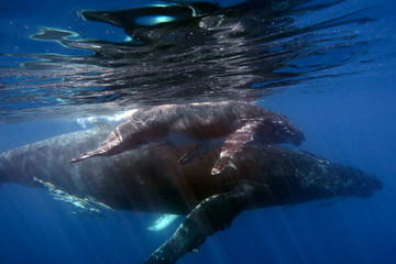 a whale in the ocean swimming next to its puppy, so that it can protect it, love it and let it grow.