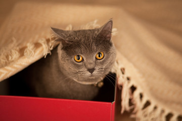 British gray cat sitting in a red cardboard box.