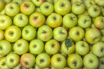 domestic apples