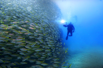 Underwater photo of a group of millions of fishes of different colors that swim in a pack, like a...