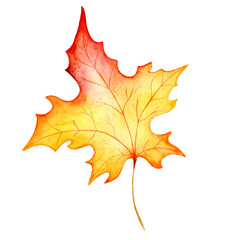 Watercolo hand drawn maple leaf isolated on the white background