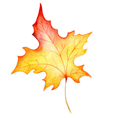 Fototapeta premium Watercolo hand drawn maple leaf isolated on the white background