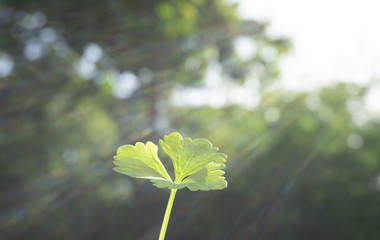 Fresh Green salad Celery vegetables Sun's rays in a morning ,with copy space for your text..