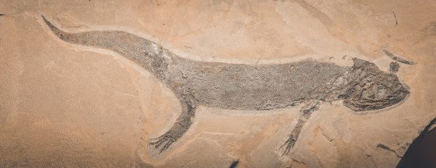lizard fossil