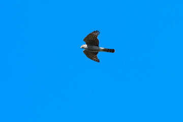 Hunting Sparrowhawk against blue skies