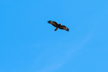 Migrating bird of prey
