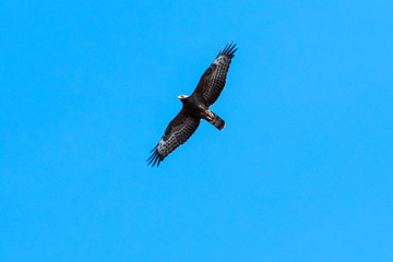 European Honey Buzzard in awesome flight