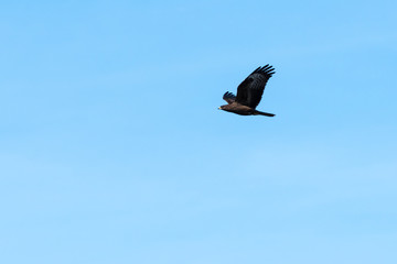 Bird of Prey in flight