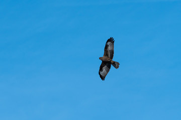 Mighty bird of prey by blue skies