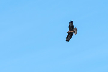 Awesome bird of prey in flight