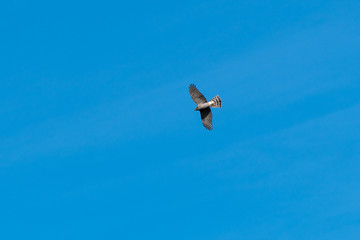 Sparrowhawk watching from high up in the sky